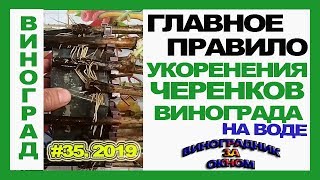 ? Укоренение винограда. Делай  ПРАВИЛЬНО. Основное ПРАВИЛО укоренение черенков на воде.