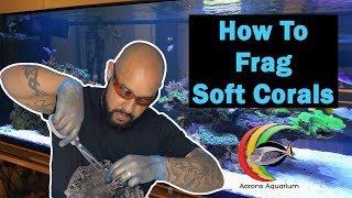 How To Frag Soft Corals
