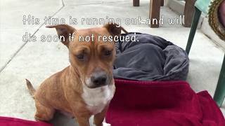 Delray Needs Rescue ASAP! His time is running out at the shelter!