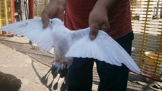 Широкохвостые бакинские голуби против Классические ( Старопородные )