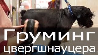 Груминг цвергшнауцера, стрижка цвергшнауцера, стрижка цверга, стрижка тримминг цвергшнауцера