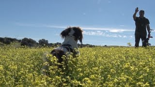 Entrenando un perro de caza
