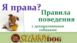 Маленькие собаки (декоративные собаки - шпицы, йорки, и т.д)  правила поведенияна улице