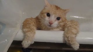 ПОДБОРКА ЛУЧШИХ МОМЕНТОВ 2018 СМЕШНЫЕ КОТЫ! СМЕШНЫЕ КОТИКИ НЕЛЕПЫЕ КОТИКИ!