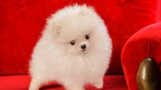 Померанский шпиц! Купить щенка шпица