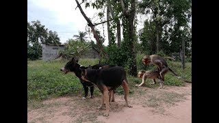 Top 2 Monkey and Dogs Breeds Mating Game And Giving Birth in cambodia