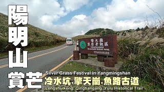 陽明山芒花盛開～冷水坑、擎天崗、魚路古道賞芒（Silver Grass Festival in Yangmingshan National Park）