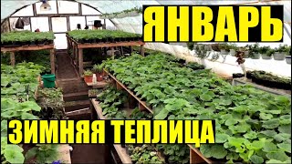 Что сегодня растет? Январь 2020. Обход.