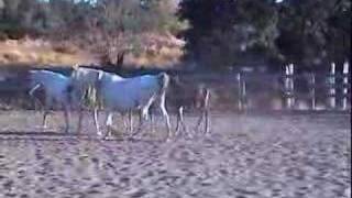 Arabian foals running
