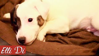 СКОРО ЩЕНОК И СОБАКА | ГОСТИНИЦА ДЛЯ СОБАК | Elli Di Собаки