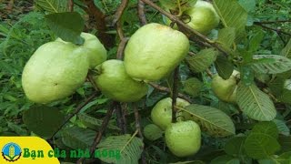 Kỹ thuật mới trồng Ổi không hạt trên đát phèn