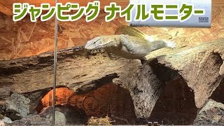 活動的なオオトカゲケージの様子を…  サバンナモニター 、ナイルモニター 、アカアシリクガメ