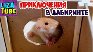 Хомяки VS Крысы  Кто лучше пройдет Лабиринт? Лиза и питомцы