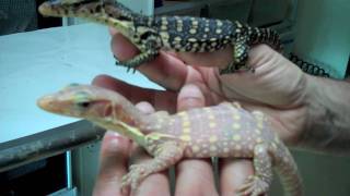 Albino Water Monitors (NERD)