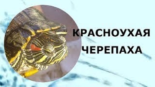 Красноухая черепаха. Правильный уход за панцирем.