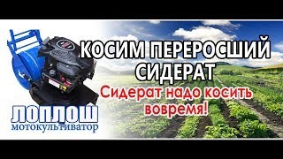 Косим переросший сидерат / ЛопЛош / Мотокультиватор