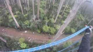 Huge Tree Swing