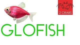 GLOFISH. Аквариум для GLOFISH.