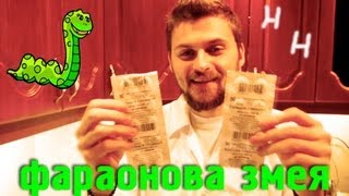 Научные нубы - "фараонова змея"