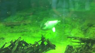 Amazonas Flussdelfin im Zoo Duisburg