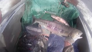 Рыбалка сетями. Ловля Кеты, на Амуре напловной  сетью  2016, Fishing for salmon in the Amur network