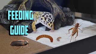 What to FEED your LEOPARD GECKO? Gecko feeding guide!