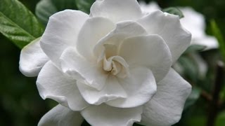 Gardenia Care and Handling