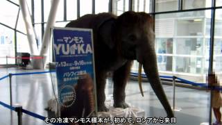 動くマンモス・ロボット 【特別展マンモスYUKA】横浜