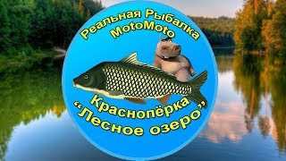 Как поймать Краснопёрку на Лесном озере | Реальная Рыбалка
