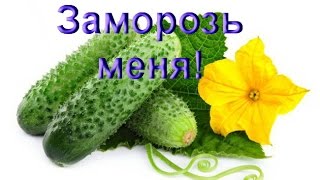Заморозка огурцов отличный проверенный способ на зиму