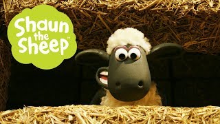 Chiến tranh trên thảm cỏ - Những Chú Cừu Thông Minh [Turf Wars - Shaun the Sheep]