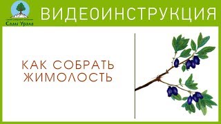 Как собрать ЖИМОЛОСТЬ. Видеоинструкция от Питомника "Сады Урала"