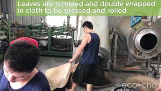 Modern Taiwanese Oolong Tea Processing | Eco-Cha Teas