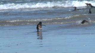 Pingüinos sobrevivientes devueltos al mar