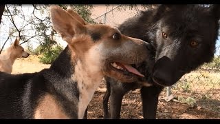 Wolf Meets Dog - Outdoors On His Territory (Unedited)