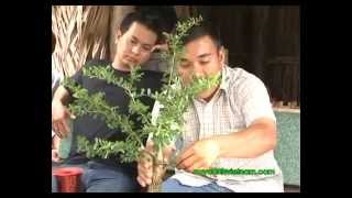 Giao lưu cùng nghệ nhân LNVinh- Chia sẻ cơ bản về kỹ thuật Bonsai P3/6