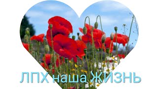 ЛПХ наша ЖИЗНЬ