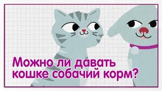 Можно ли давать кошке собачий корм? — WHISKAS® К.Т.У.