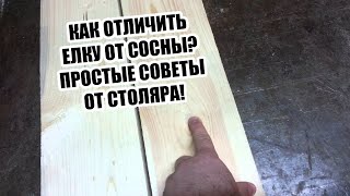 Как отличить елку от сосны