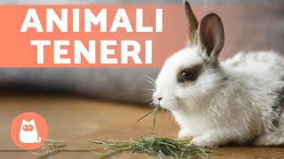 Come prendersi cura di un coniglio? ? LA GUIDA definitiva!