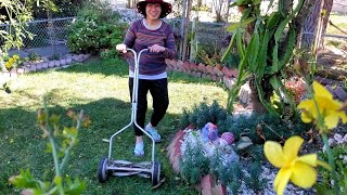 Máy cắt cỏ giá một đô, gieo hạt giống, trồng rau cải ( vườn nhà ở Mỹ )