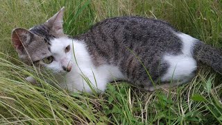 AKSI LUCU PUTIH SI KUCING TETANGGA. ASIK MAIN DI PEKARANGAN.