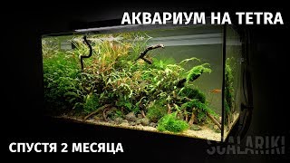 Мой аквариум на Tetra спустя два месяца. Последнее видео 2018
