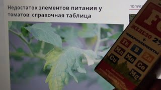 ЧЕГО НЕ ХВАТАЕТ ВАШИМ ТОМАТАМ? Ольга Чернова.