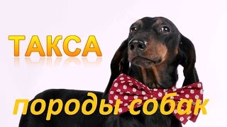 Породы собак.  Такса.