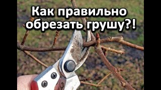 Как правильно обрезать грушу?! Очень подробное видео!!!