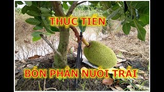 ?THỰC TIỄN BÓN PHÂN NUÔI TRÁI MÍT NHỎ - LÀM VƯỜN VLOGS