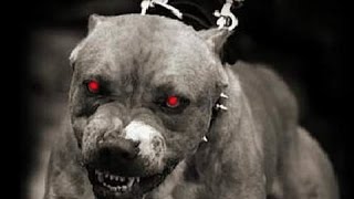Топ 10 Самых опасных собак