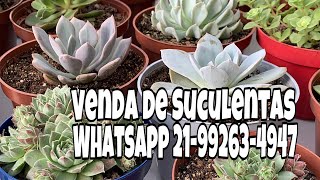 Suculentas disponíveis para venda