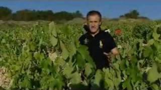 Vendimia 2011 en Bodegas Valdelana